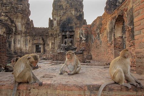 ¡El Santuario de los Monos en Lopburi: Una Explosión de Diversión y Travesuras Simiescas!